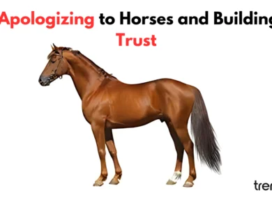 I'm Really Sorry I Don't Know Who That Horses Belongs To – Apologizing to Horses and Building Trust